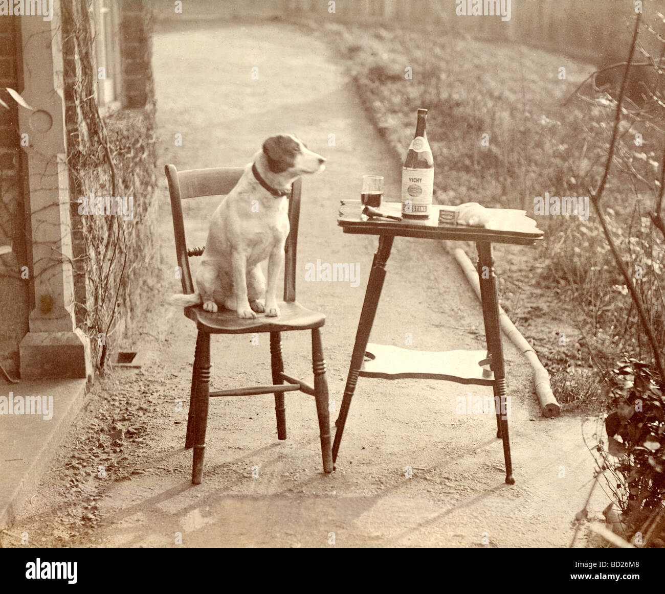 Sophisticated Dog Sitting on Chair with Wine & Pipe Stock Photo - Alamy
