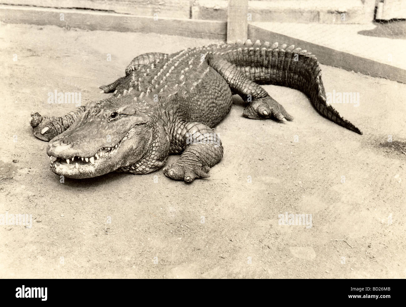 A Fierce Florida Alligator Named Billy Stock Photo