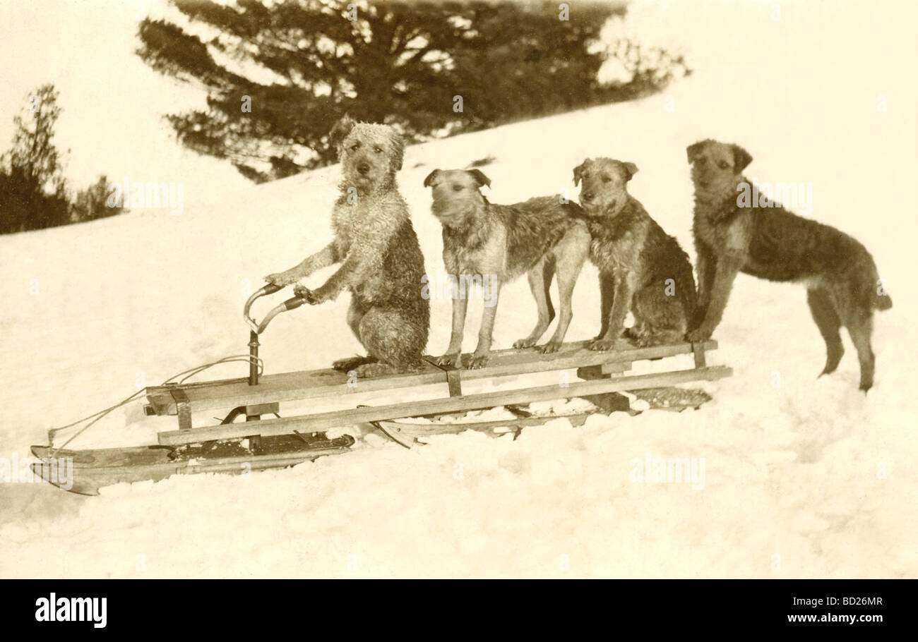 bobsled dogs