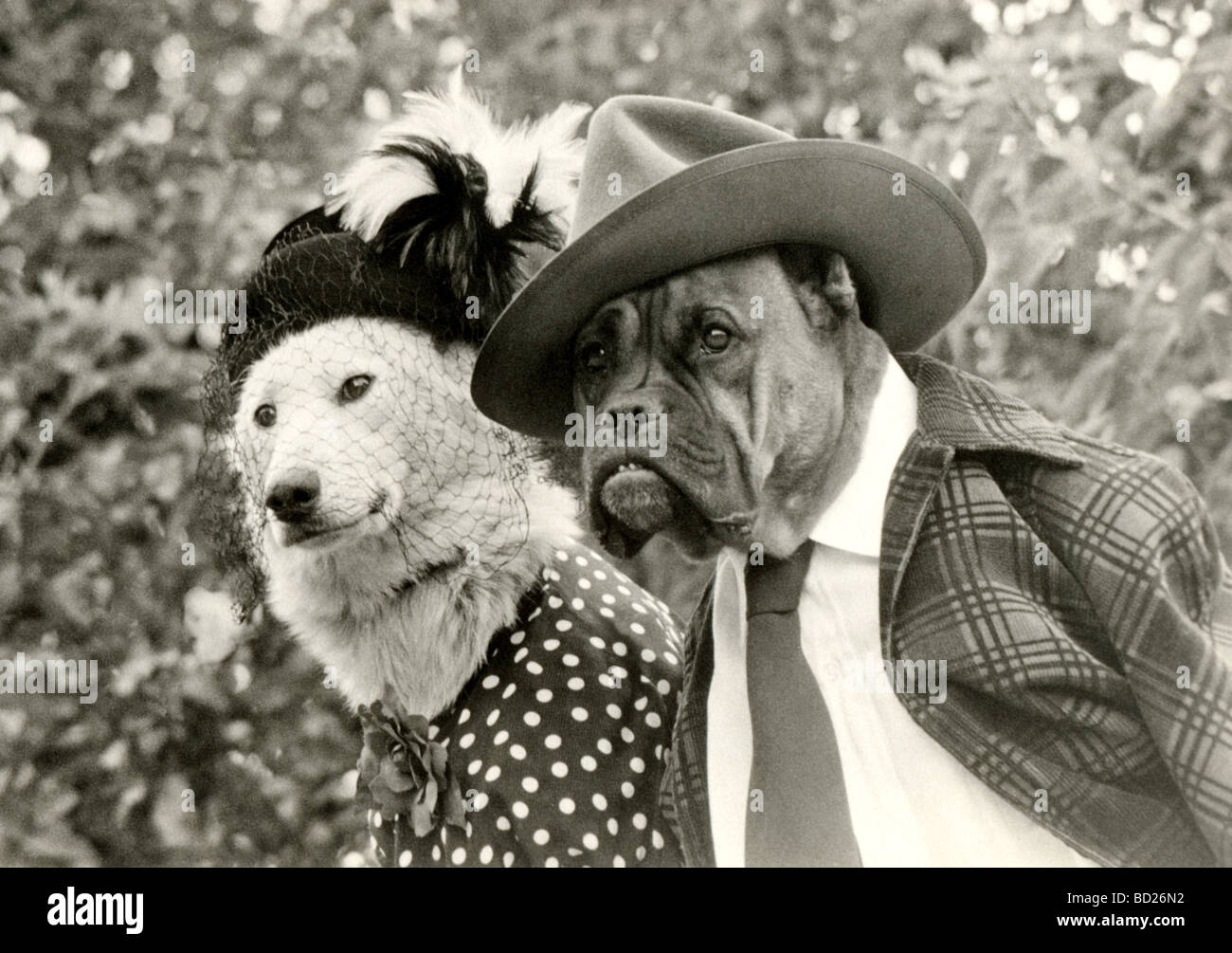 Dog Duo Dressed as Old Human Couple Stock Photo