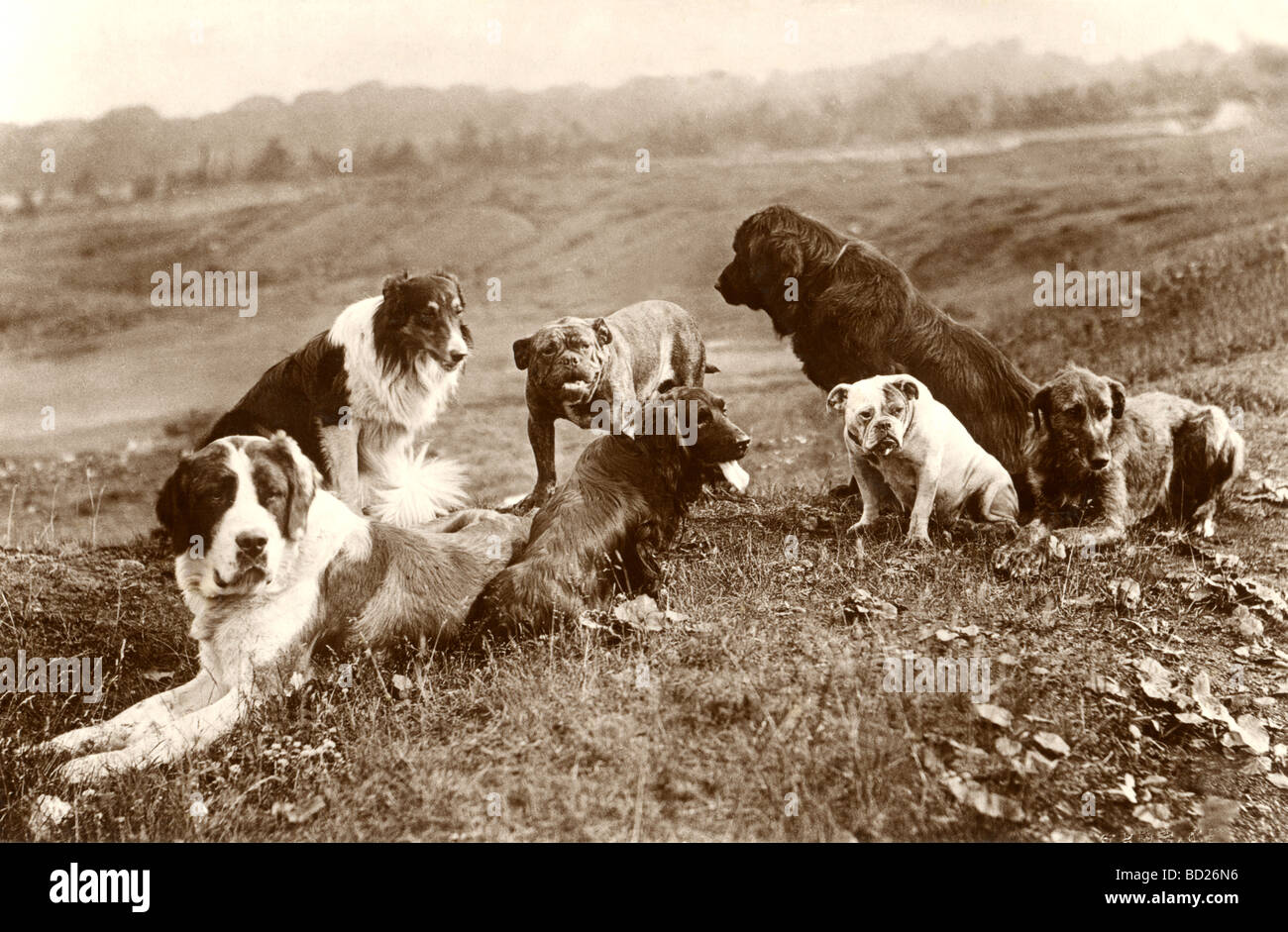 Conclave of Seven Disparate Dogs Stock Photo