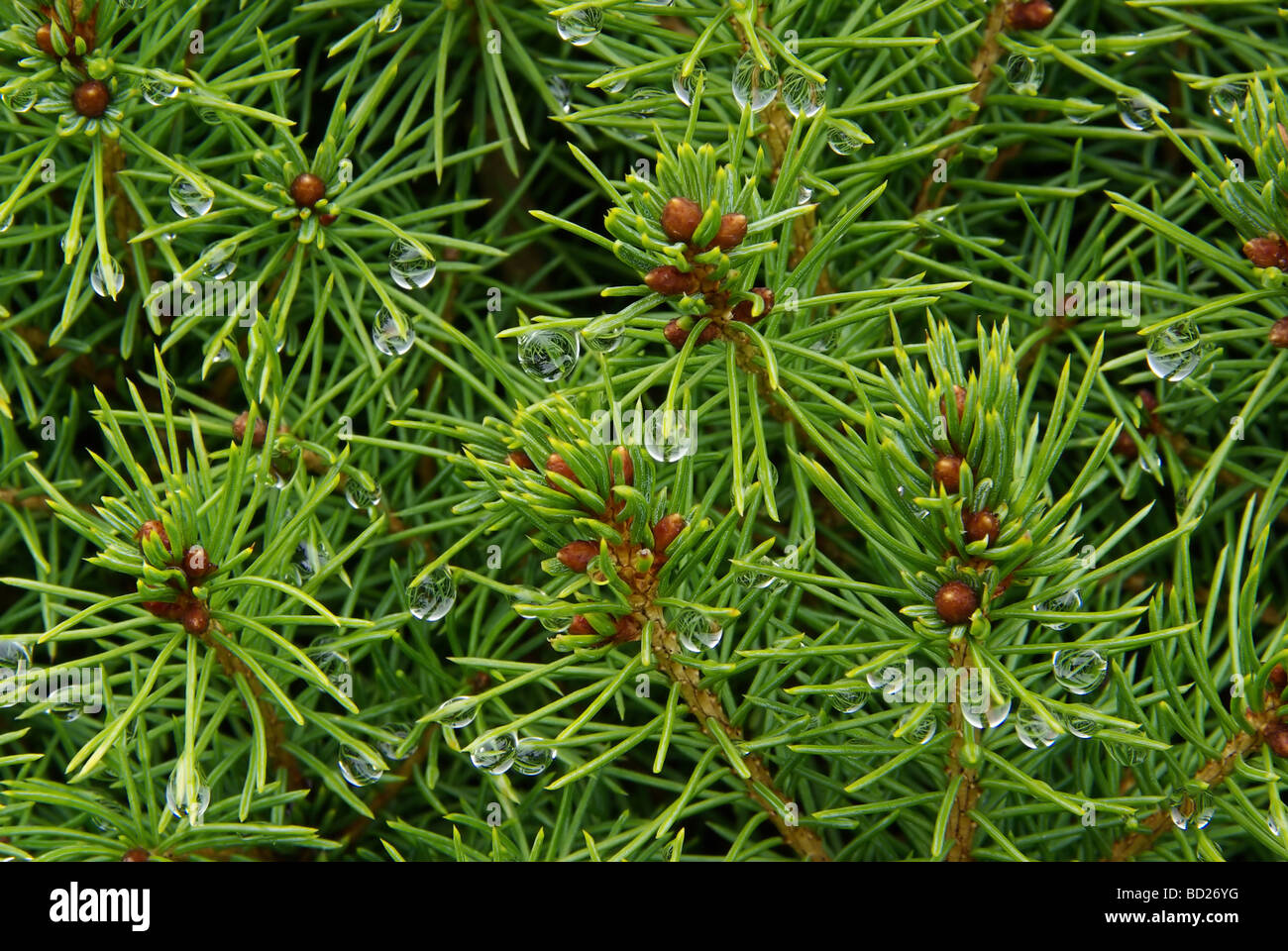 Zuckerhutfichte hi-res stock photography and images - Alamy