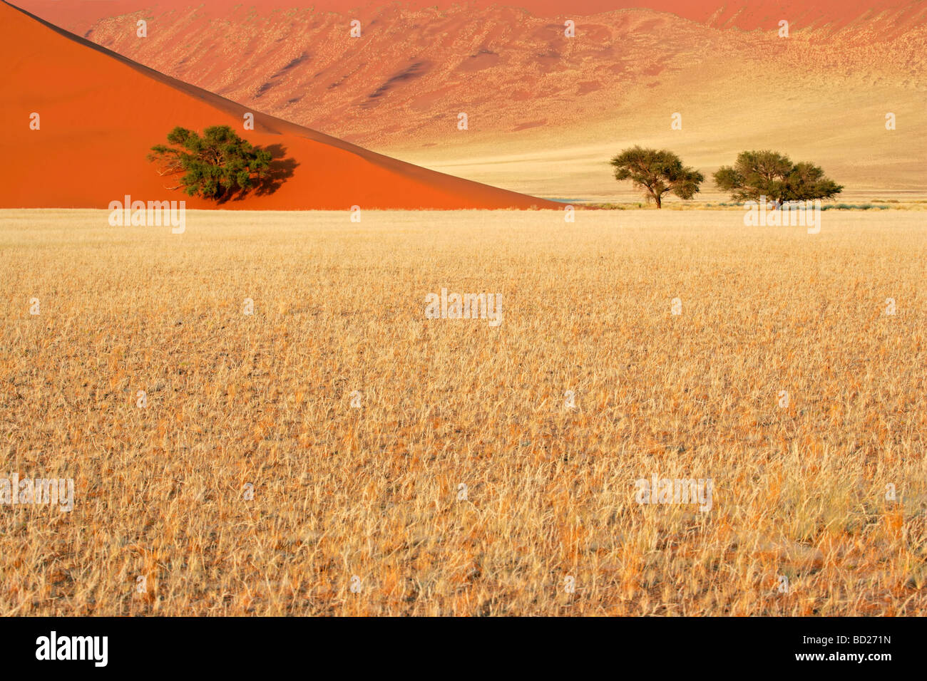 Landscape with desert grasses, red sand dune and African Acacia trees, Sossusvlei, Namibia, southern Africa Stock Photo