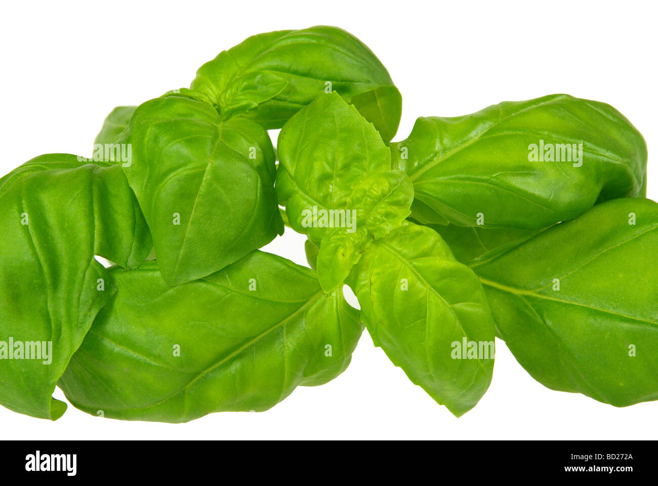 Basilikum basil 07 Stock Photo - Alamy