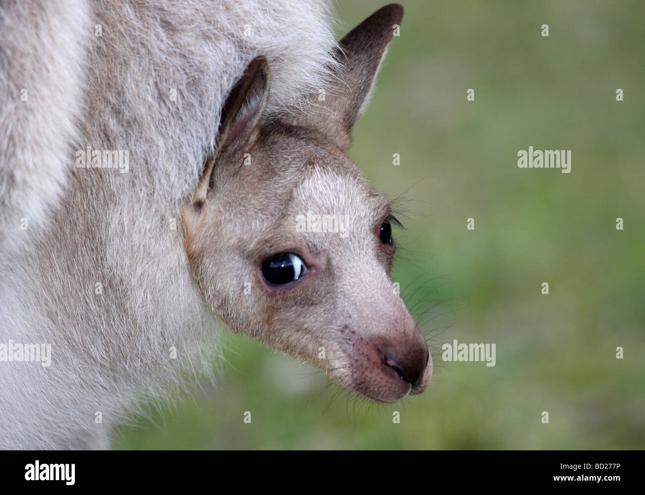Eastern grey kangaroo joey in mother's pouch Stock Photo