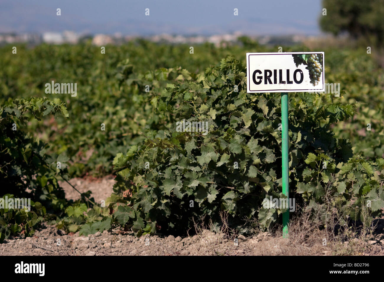 A sign marking a vineyard of the Grillo varietal on the island of Motya, off the western coast of Sicily. Stock Photo