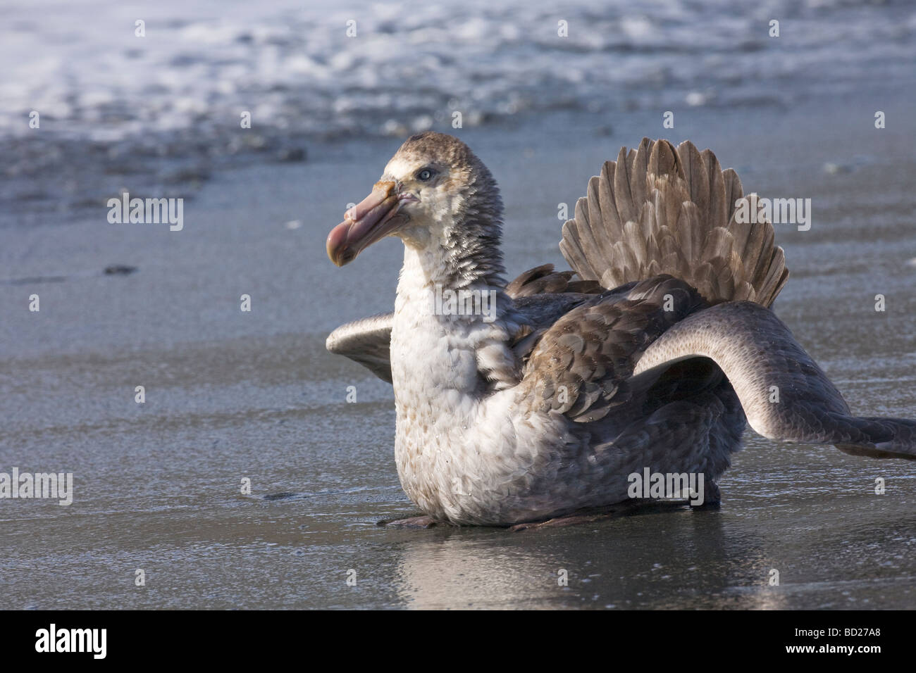 Southern Giant Petrel Macronectes giganteus on beach at Gold Harbour South Georgia Antarctica Stock Photo