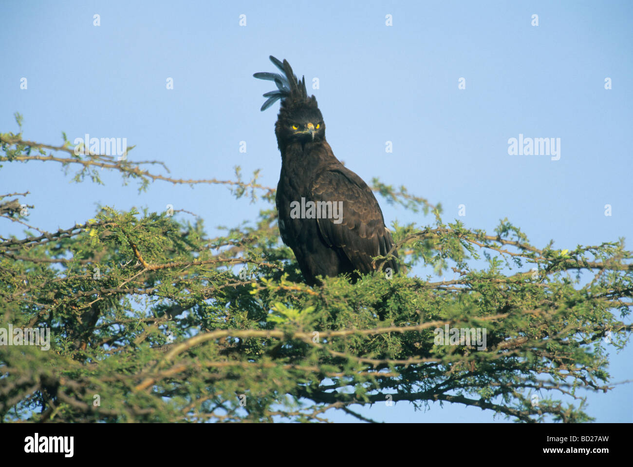 Long-Crested Eagle (Spizaetus occipitalis) Masai Mara Reserve, Kenya Stock Photo