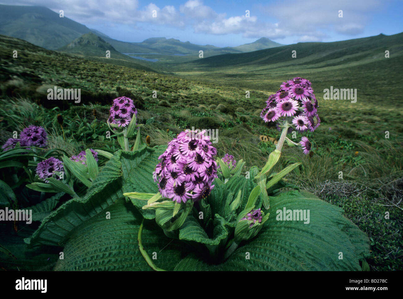New Zealand, sub-Antarctic Islands. Campbell island. Native megaherb,  Daisy (Pleurophyllum speciosum) Stock Photo