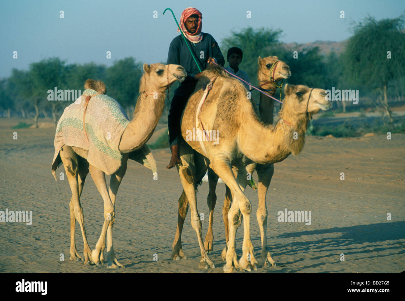 Middle Eastern Camel Racing Training of racing camels, United Arab Emirates, Middle East Stock ...