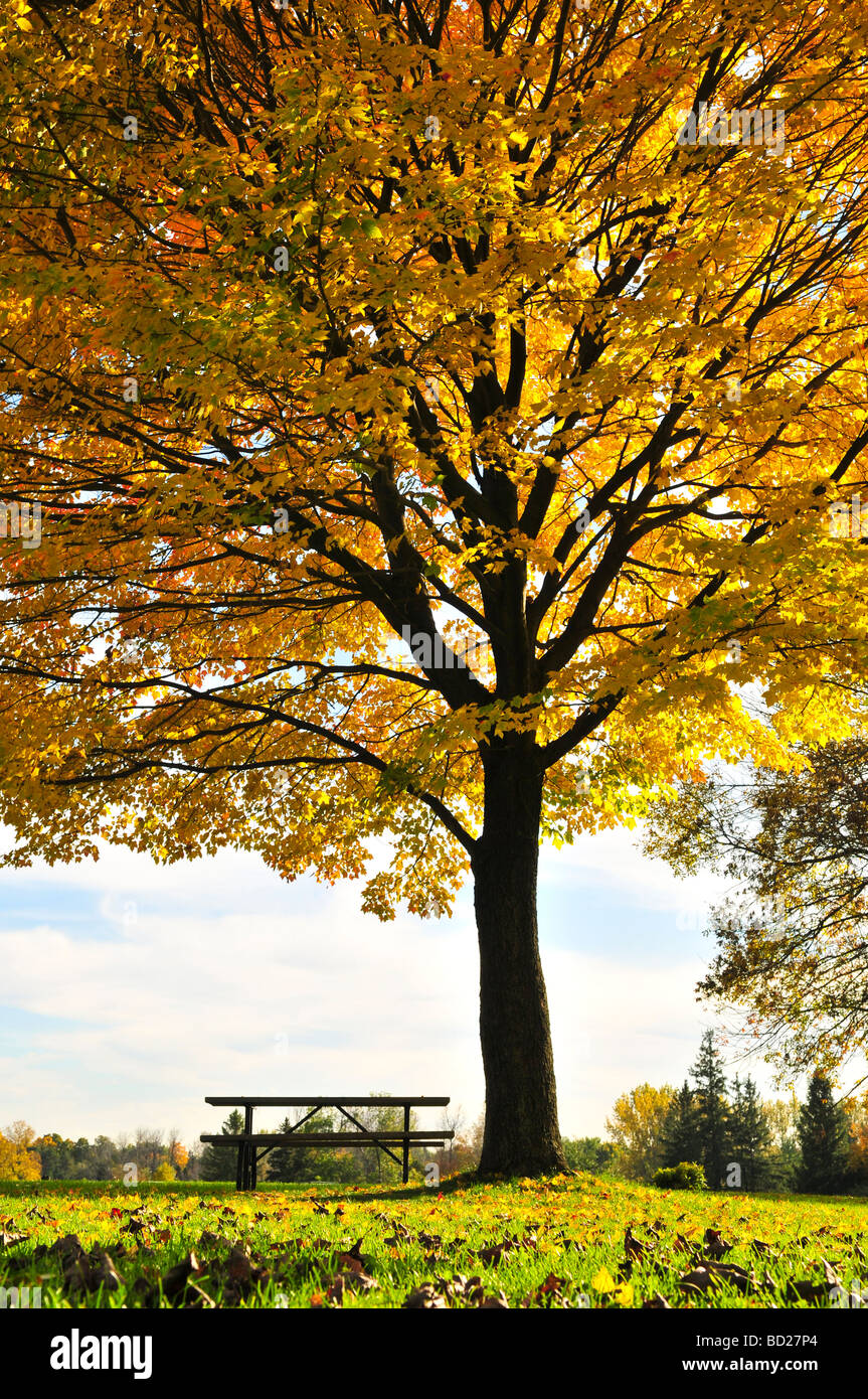 Group of colorful trees in autumn park Stock Photo - Alamy