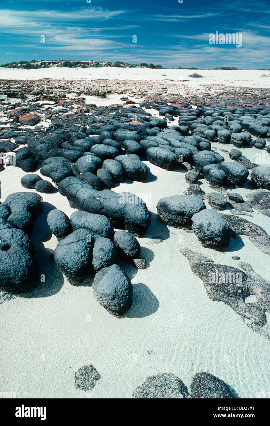 Stromatolites. Hamelin Pool Marine Nature Reserve, Shark Bay, Western  Australia Stock Photo - Alamy