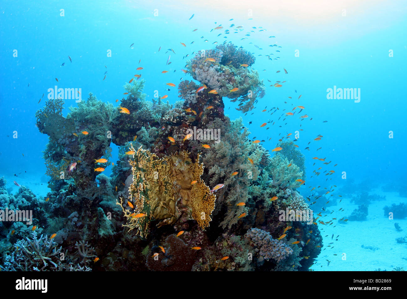 Diving at the Dolphin house reef in the Red Sea near Marsa Alam in Egypt Stock Photo