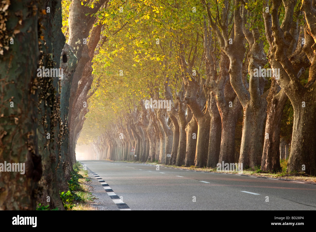 Tree-lined street near St. Remy de-Provence France Stock Photo
