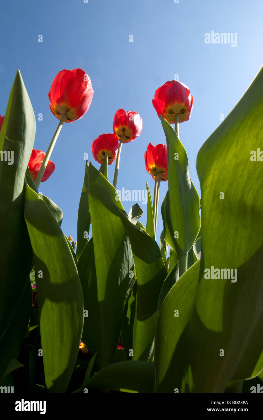 Tulips from a bug's viewpoint Stock Photo Alamy