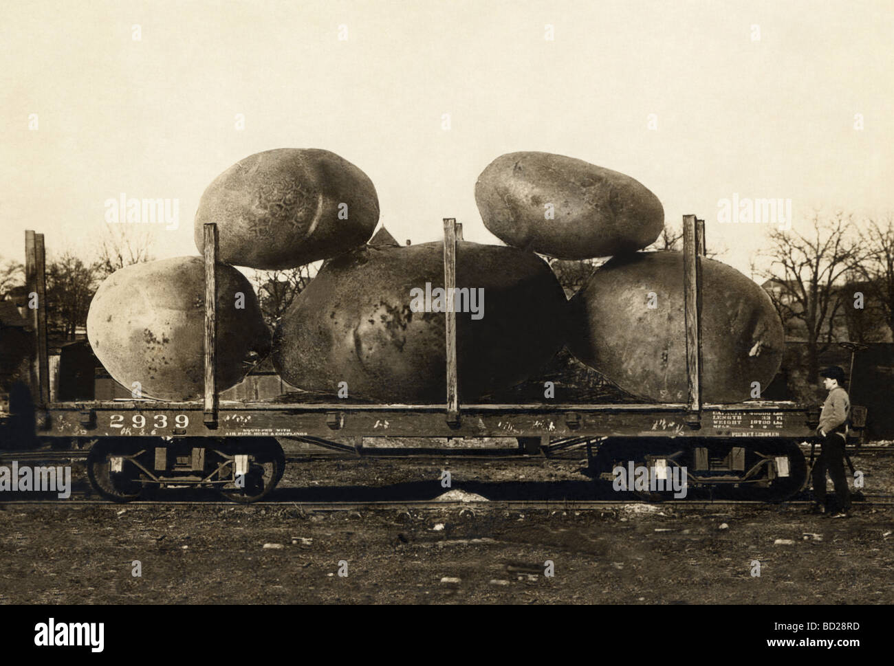 Flatbed Railroad Car Hauling Gigantic Exaggerated Potatoes Stock Photo