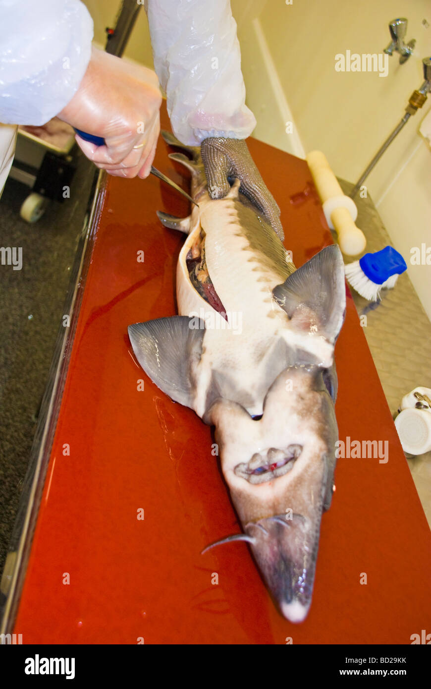 Slaughtering Siberian Sturgeon for caviar Production at the sturgeon breeding farm Caviar Creator Demmin Mecklenburg Vorpommern Stock Photo