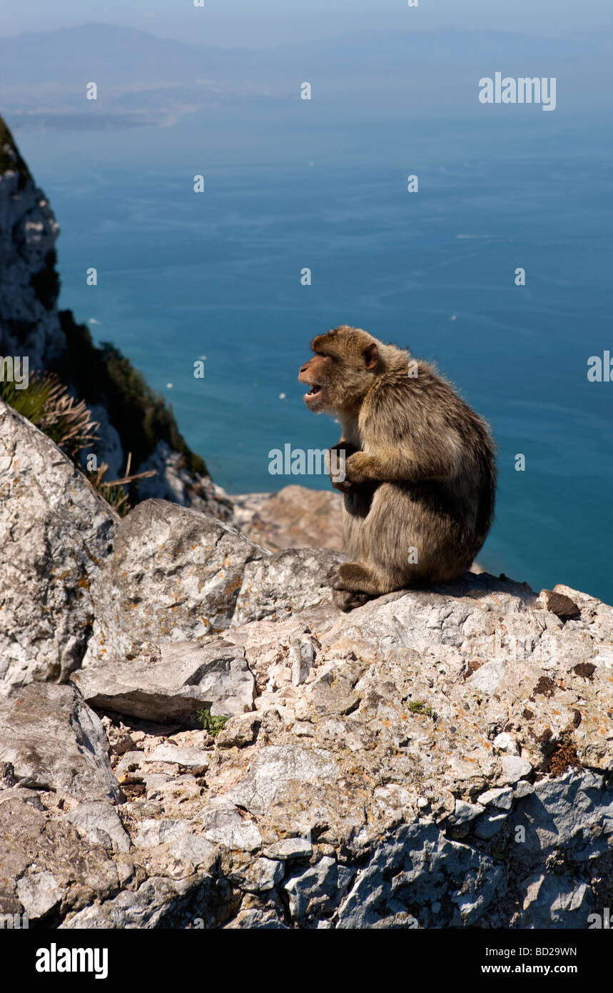 Gibraltar Barbary Macaque /Macaca sylvanus/ Stock Photo