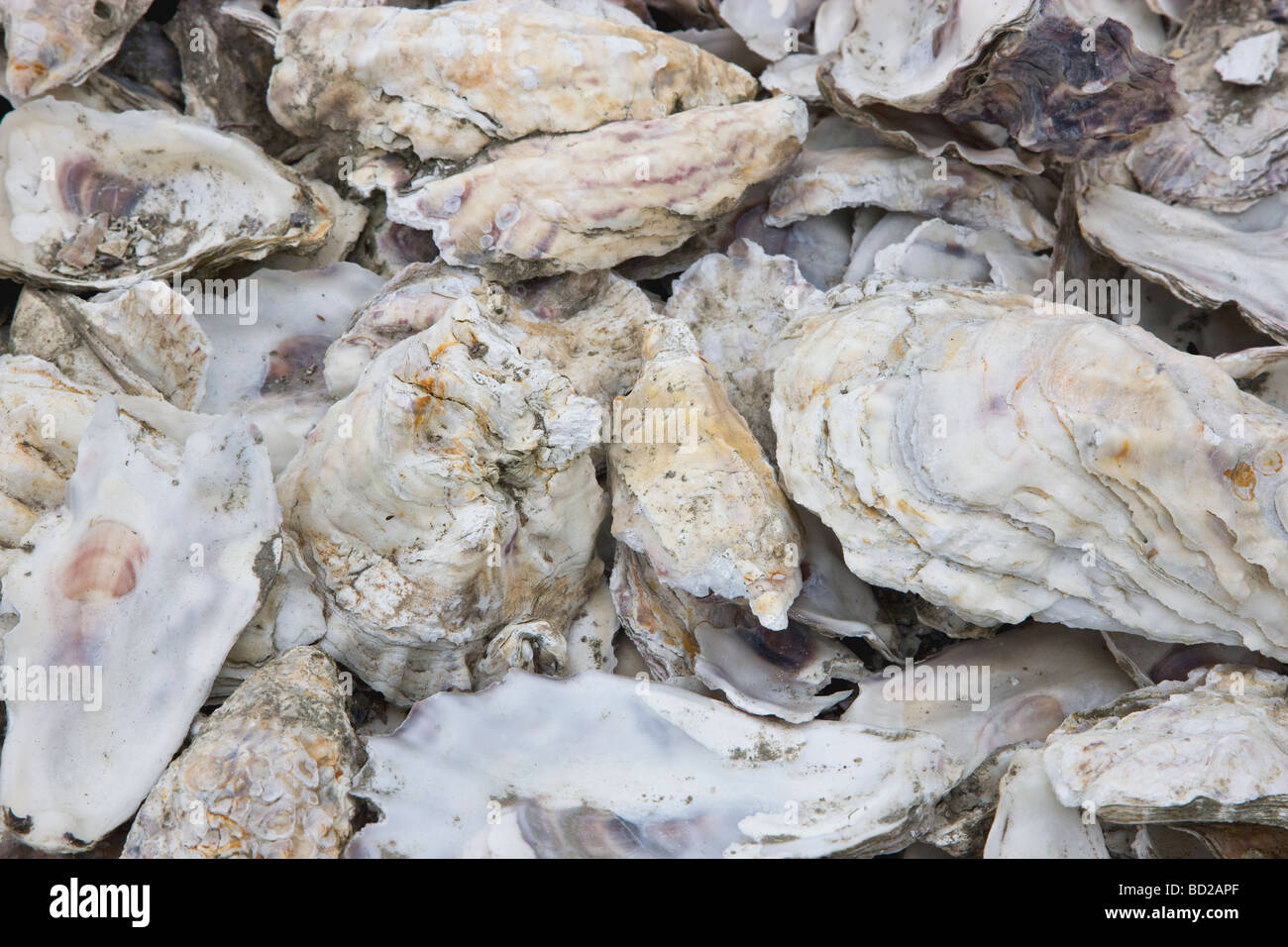 Oyster Shells piled to be used for reseeding beds. Stock Photo