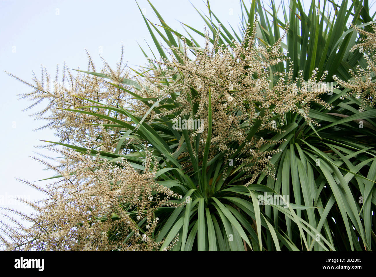 Cabbage Palm, Cordyline australis, Asparagaceae aka Cabbage Tree, Cabbagetree, Fountain or Giant Dracaena. New Zealand Stock Photo