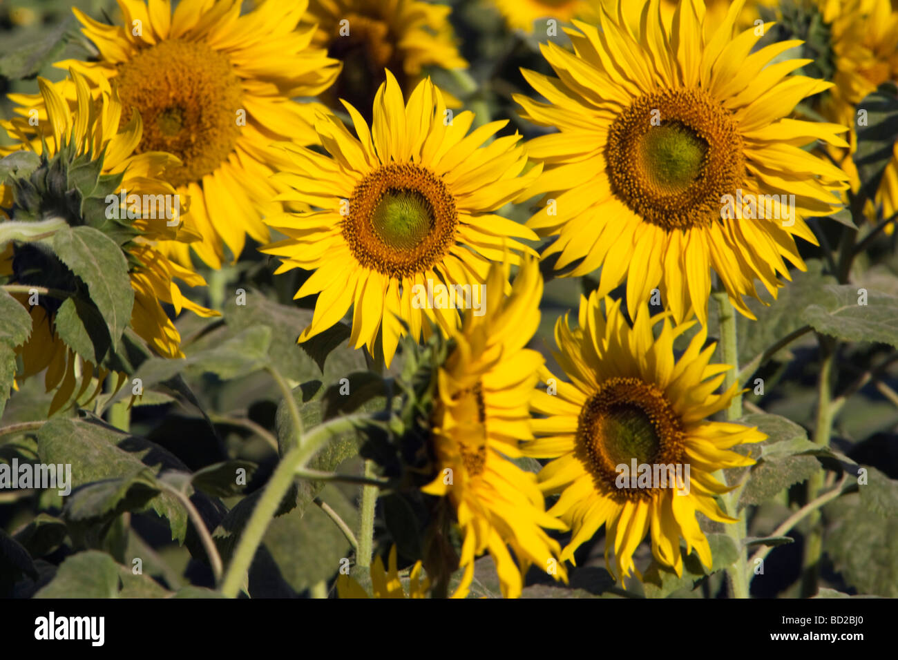 Indian sunflower seeds hi-res stock photography and images - Alamy