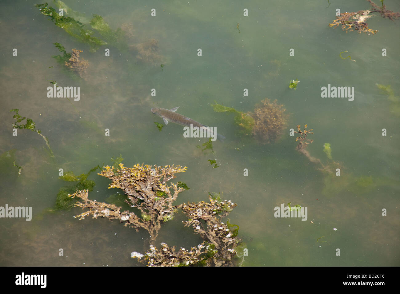 Mullet fish in the shallows Salcombe Devon England Stock Photo
