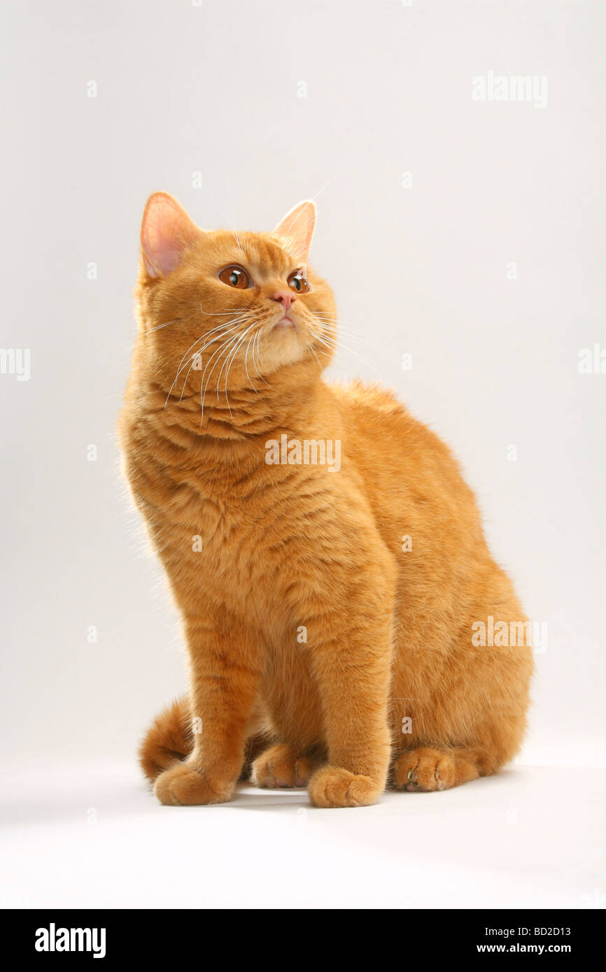 British Shorthair Cat solid red Stock Photo
