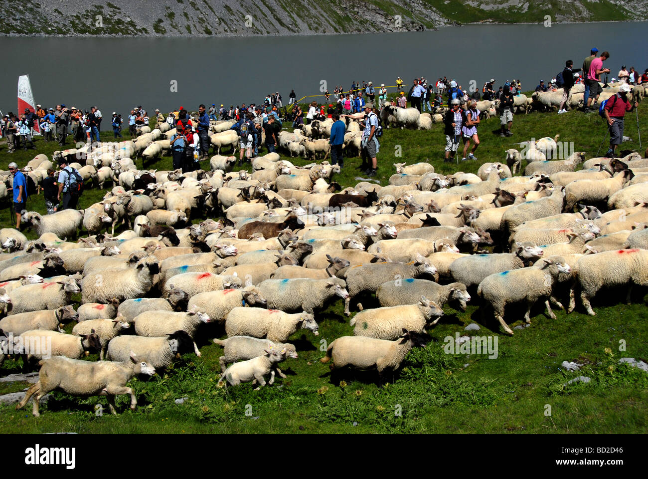 Sheep Herd on Lake Dauben on Gemmi Pass during sheepfestival Bernese Alps Switzerland Stock Photo
