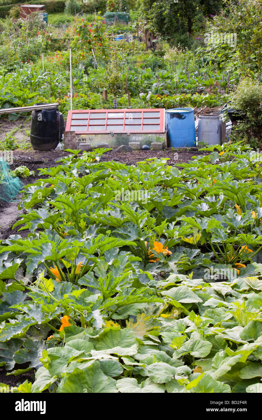 Allotments in Durham for growing vegetables, helps cut down on food