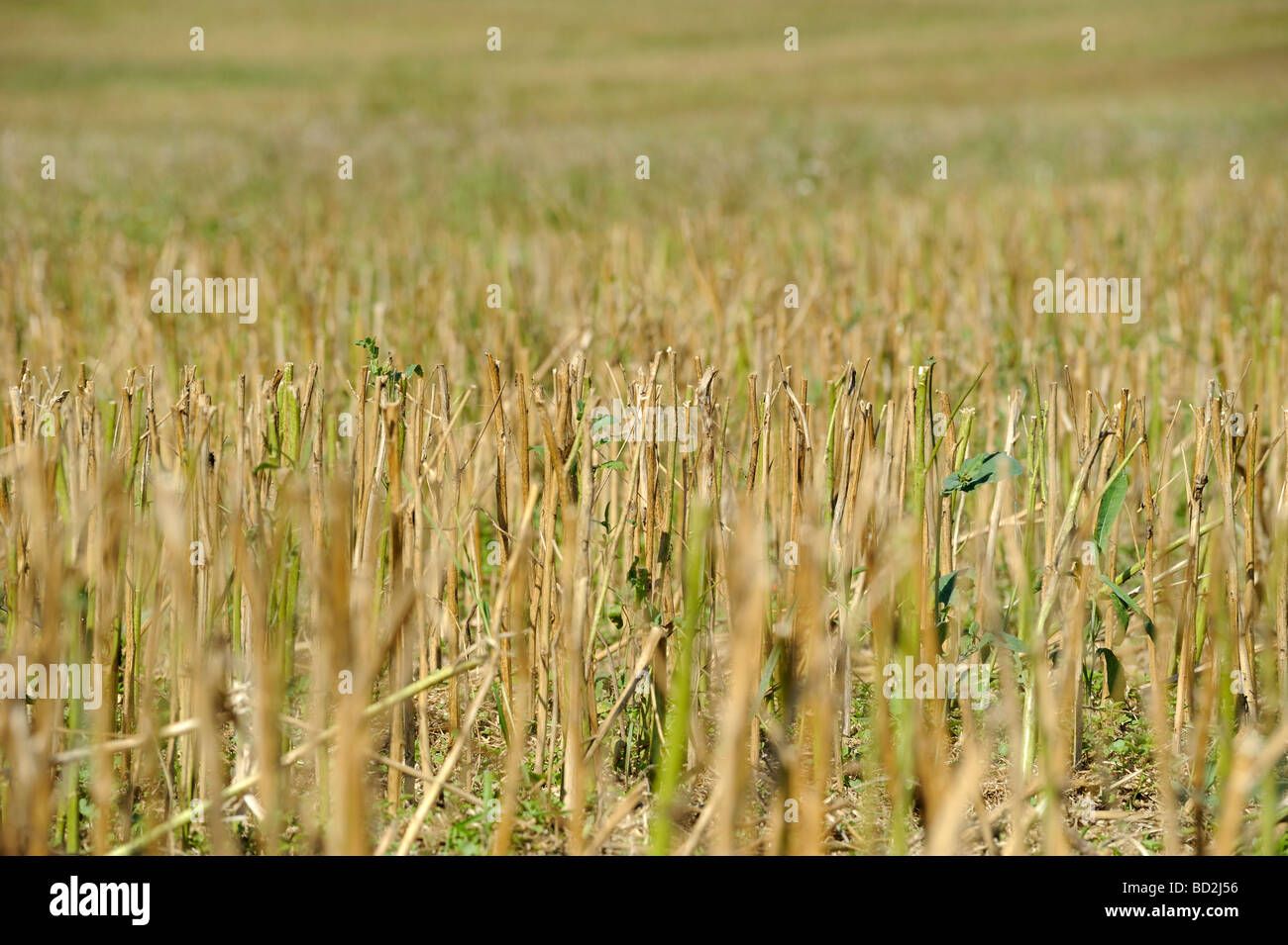 Field of yellow rape seed after after harvest Stock Photo - Alamy