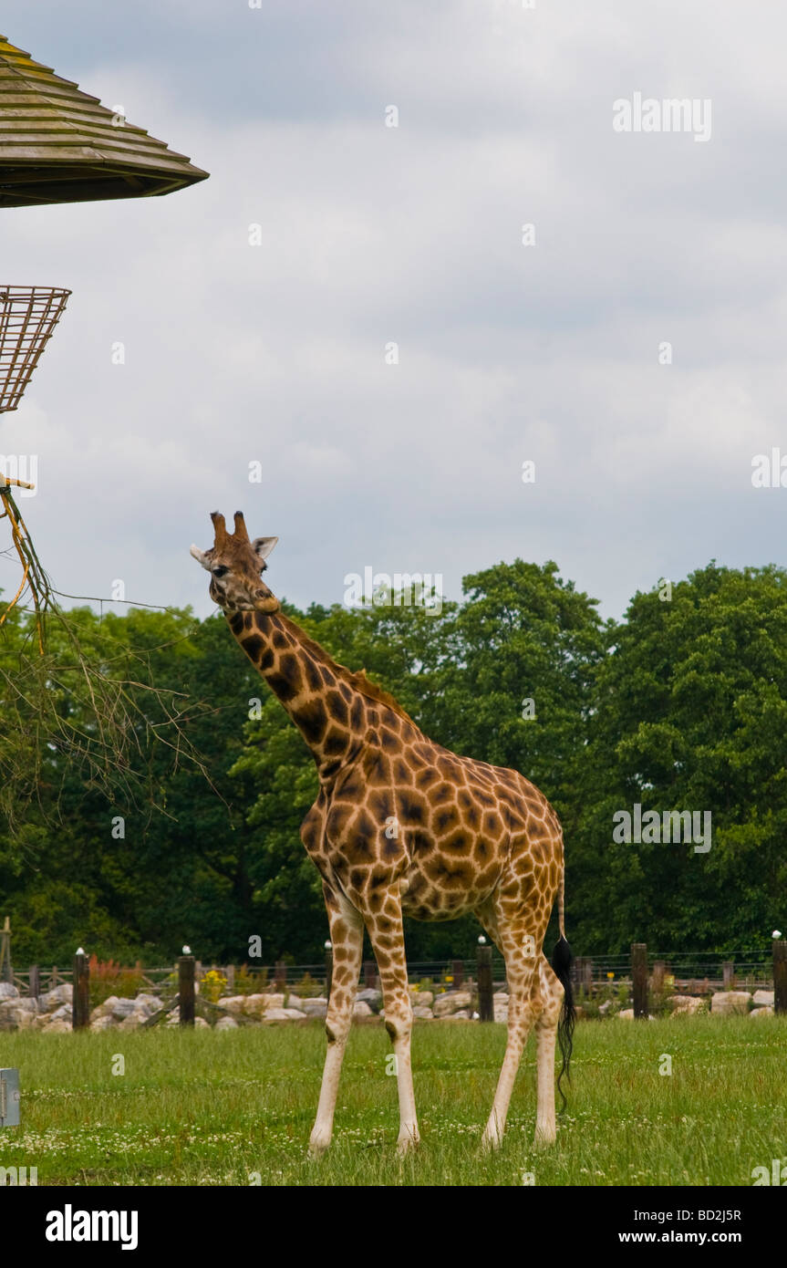 A giraffe at Flamingo Land, North Yorkshire Stock Photo