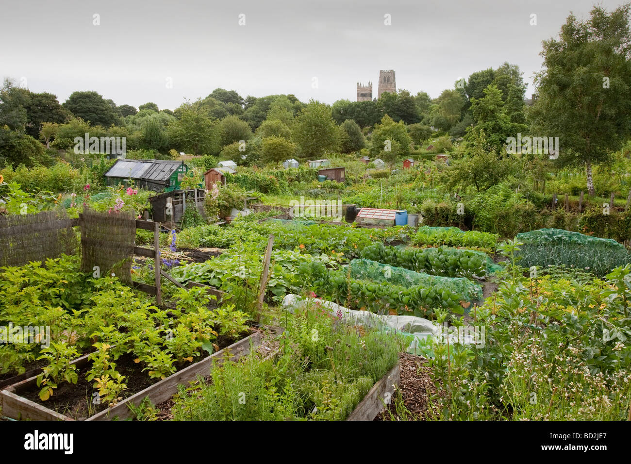 Allotments for growing fruit vegetables and flowers in Durham UK Stock