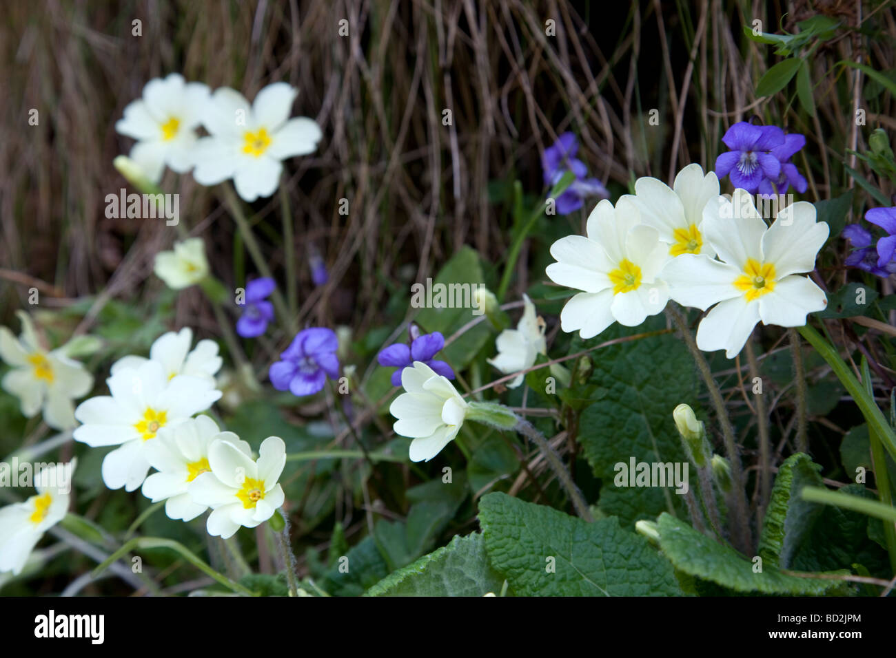 primroses Primula vulgaris with dog violets spring cornwall Stock Photo