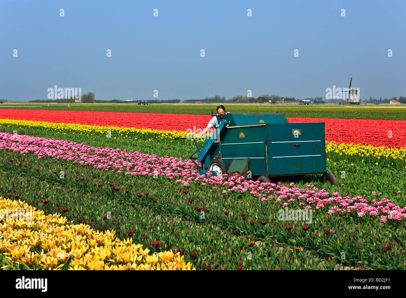 Working on the Tulip Fields North Holland Netherlands Stock Photo - Alamy