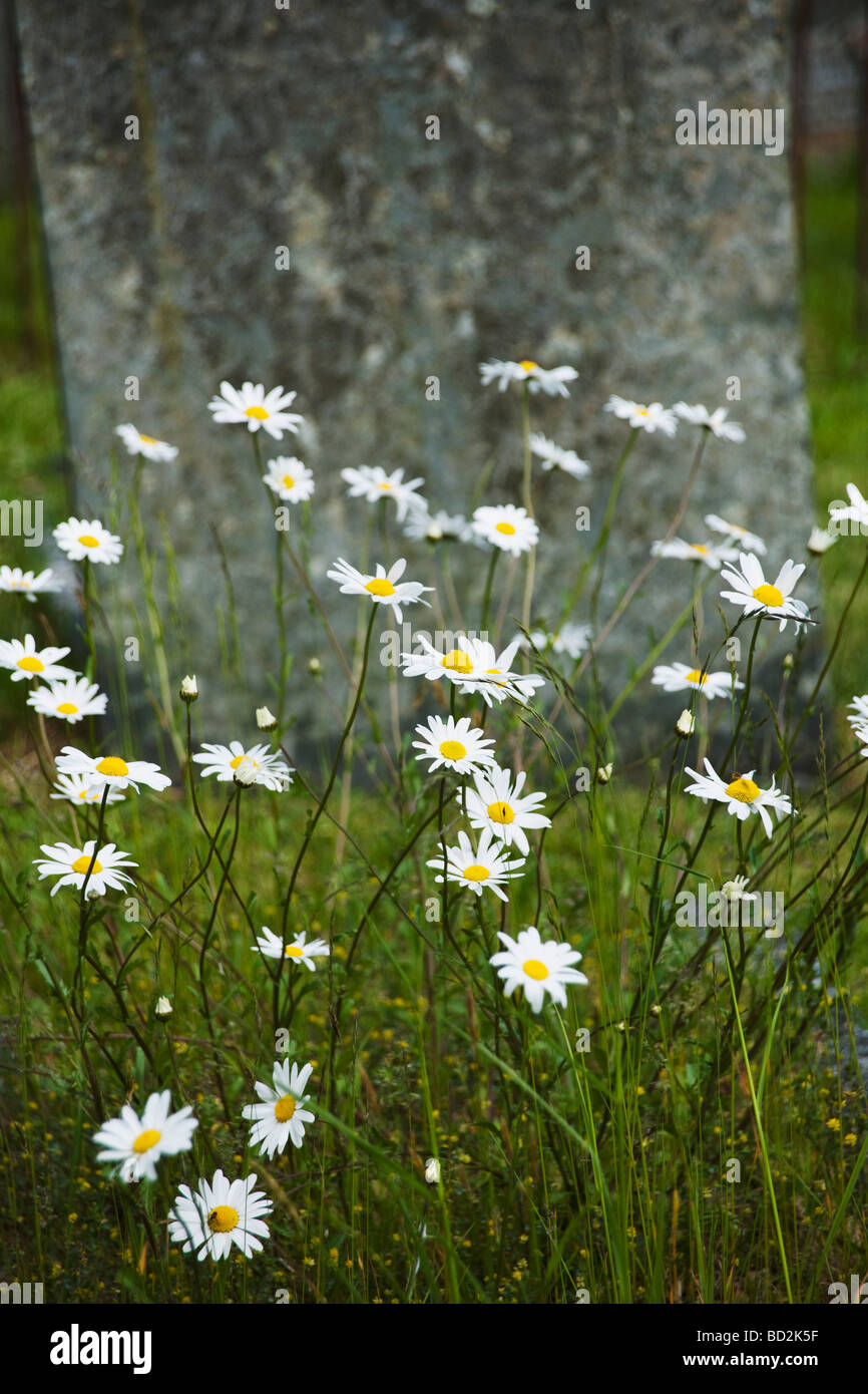 daisies flowers in graveyard berrynarbor devon Stock Photo