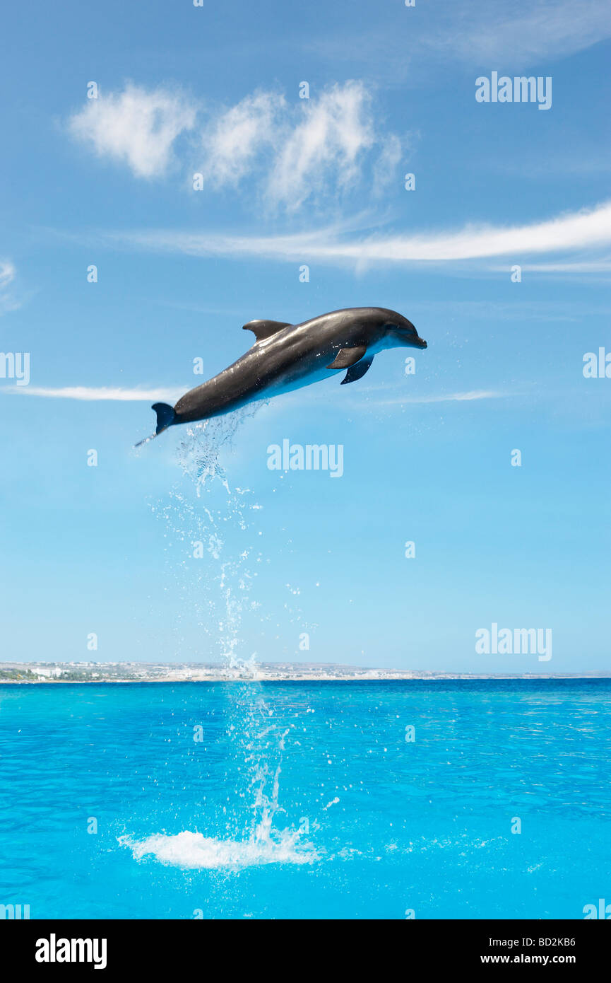 Dolphin jumping high up in the air Stock Photo