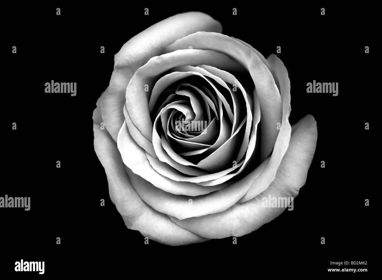 Red Rose in Mono Stock Photo Alamy