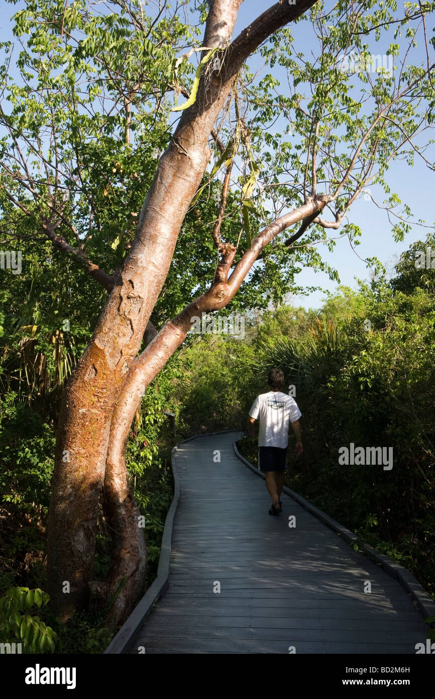 Hiker on Shell Mound Trail Boardwalk - J. N. Ding Darling National Wildlife Refuge - Sanibel Island, Florida Stock Photo