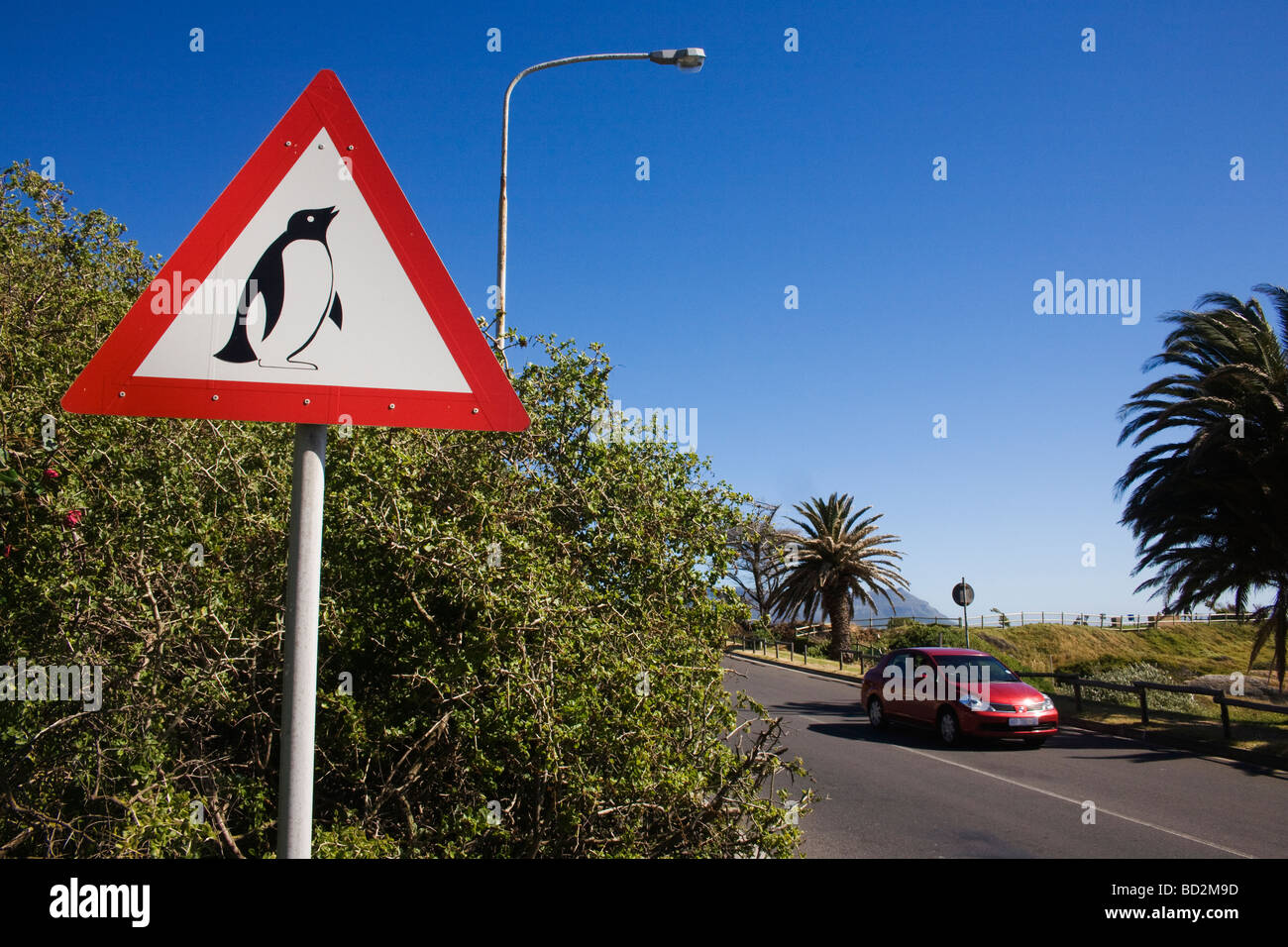 African penguin road warning sign Spheniscus demersus Table Mountain National park Cape Town South Africa Stock Photo