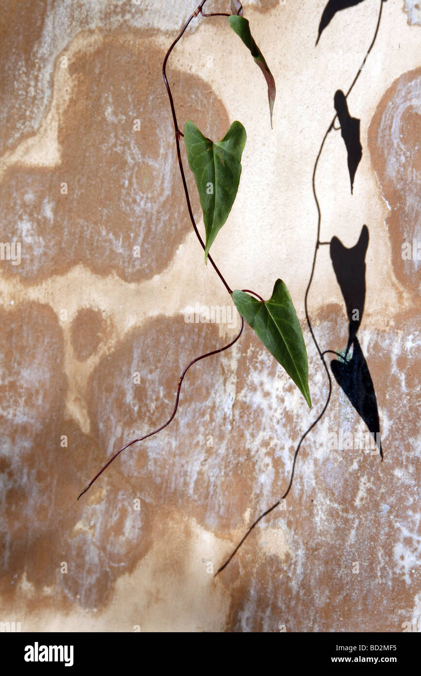 many green heart shape leaves shadow on wall in countryside Stock Photo ...