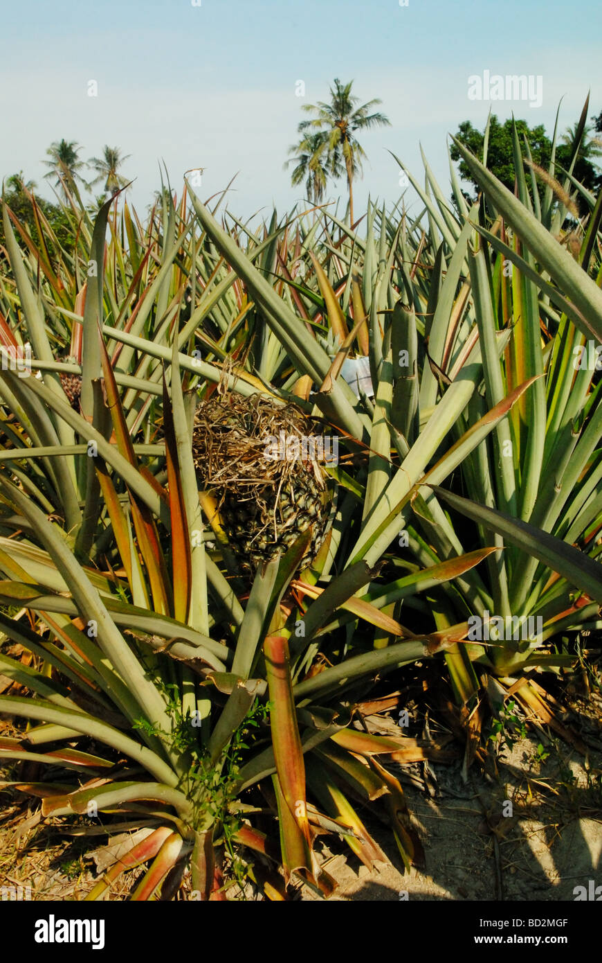 Pineapple (Ananas comosus) field / plantation Stock Photo