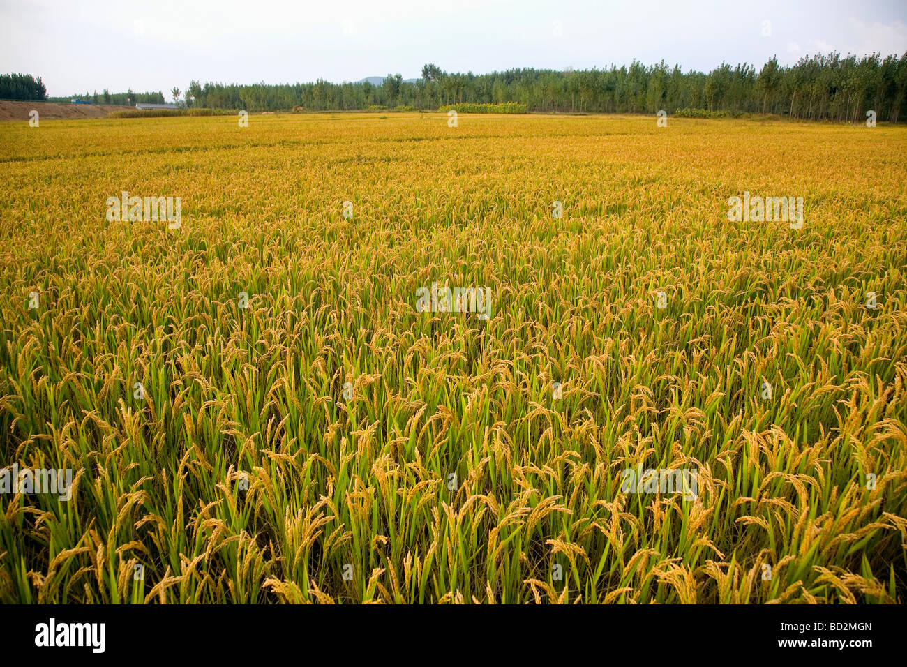 Lakeside Rice Field Rice field Cut Out Stock Images & Pictures - Alamy