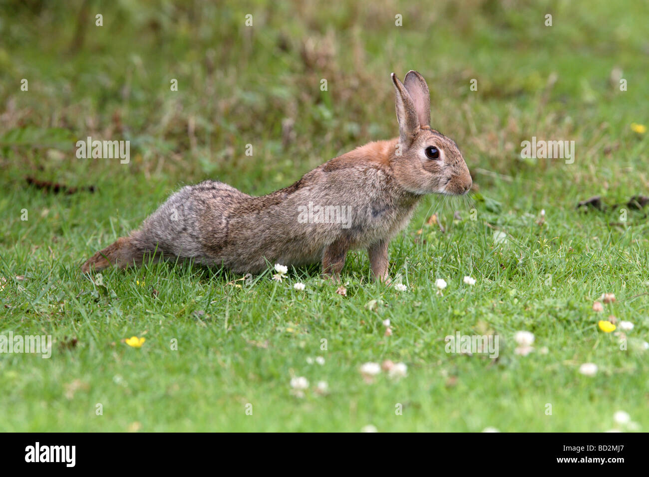 Young Rabbit - Oryctolagus cuniculus Stock Photo