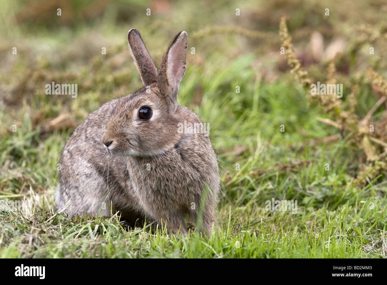 Young Wild Rabbit - Oryctolagus cuniculus Stock Photo