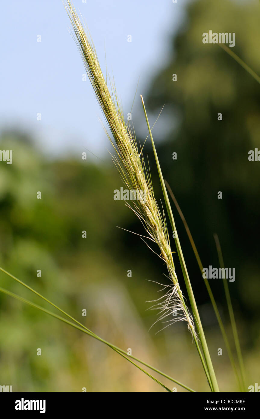 Esparto Grass, Halfah Grass (Stipa tenacissima), stem with seeds Stock