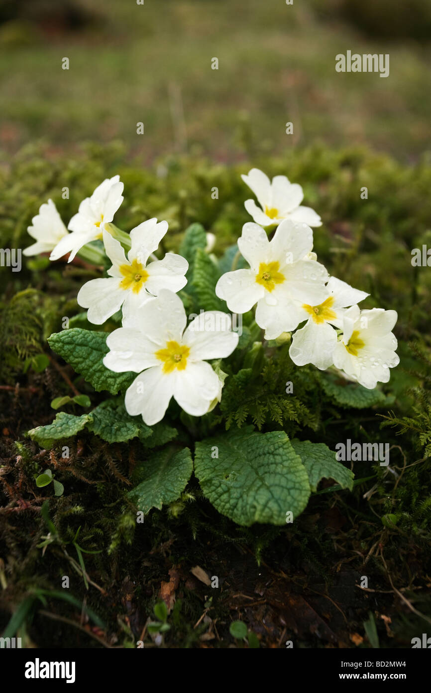 Primroses Primula vulgaris in Ariundle Woods National Nature Reserve Strontian Argyll Scottish Highlands UK Stock Photo