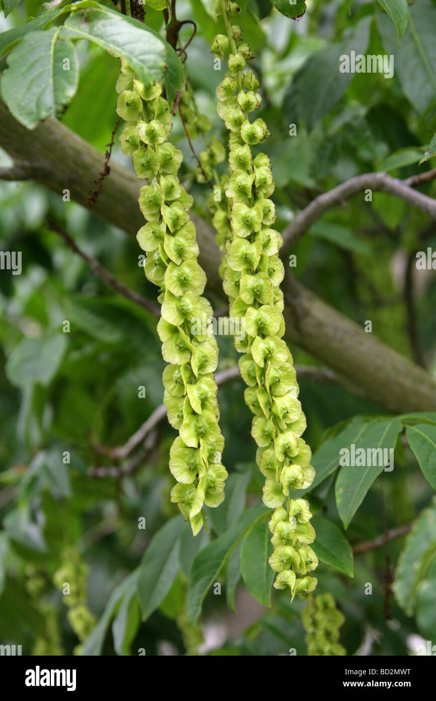 Caucasian Wingnut Tree Flowers, Pterocarya fraxinifolia, Juglandaceae. Caucasus. Stock Photo