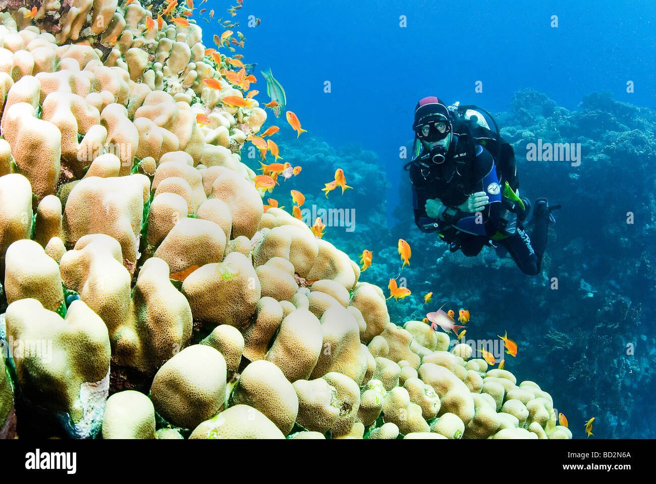 martin and coral reef Stock Photo
