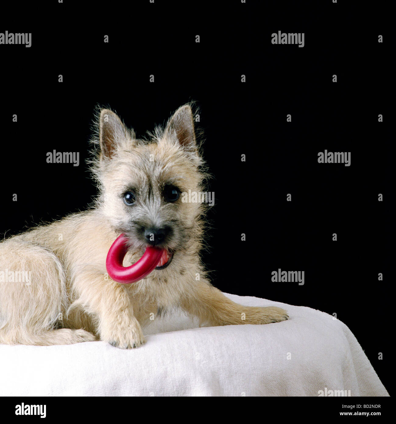 Wheaten Cairn Terrier puppy with red rubber ring Stock Photo
