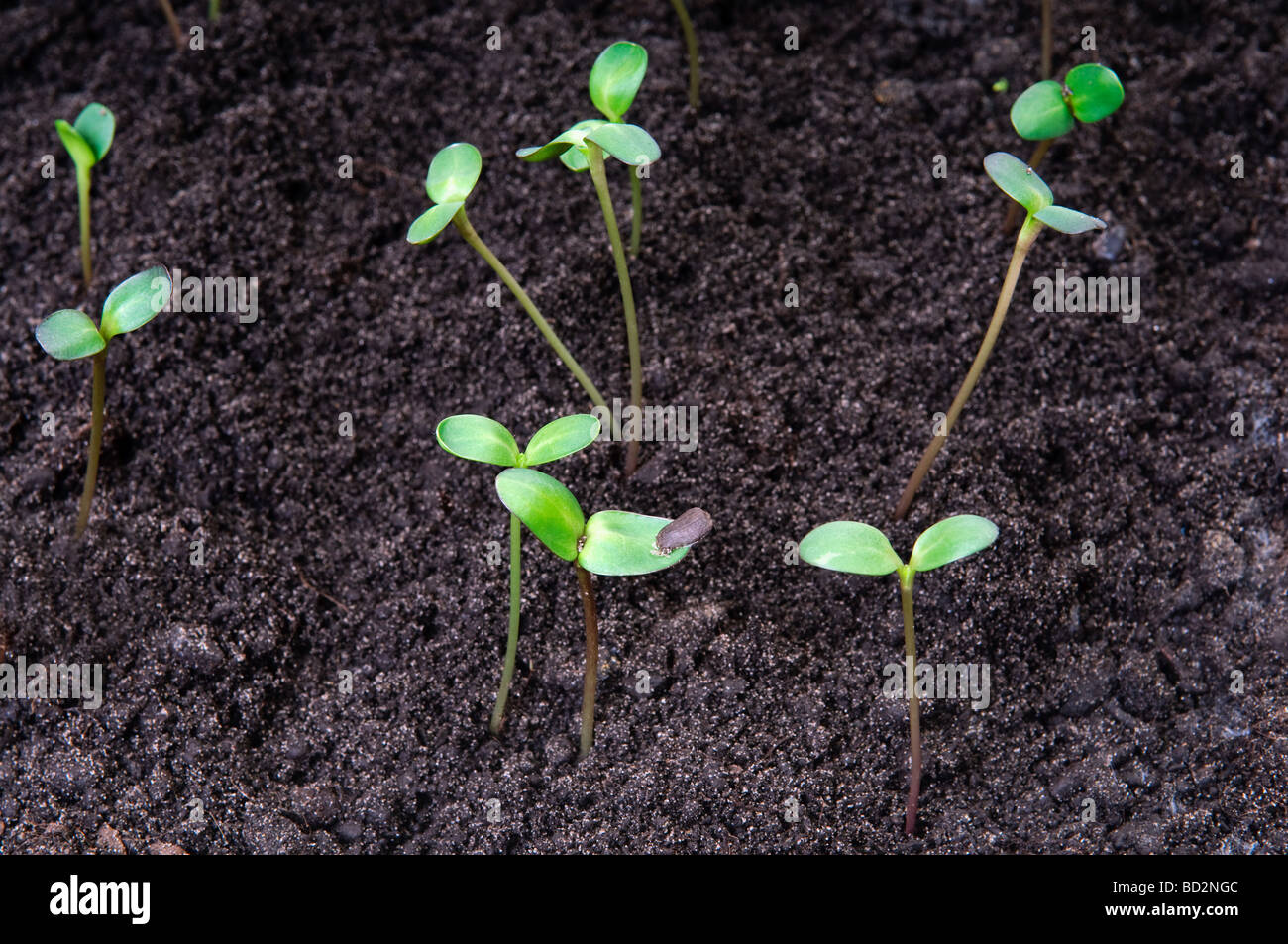 New life concept seedlings growing in the soil Stock Photo
